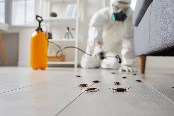 Commercial Kitchen Cockroach Control in Greenfield